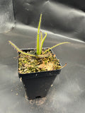 Drosera regia