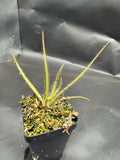 Drosera regia