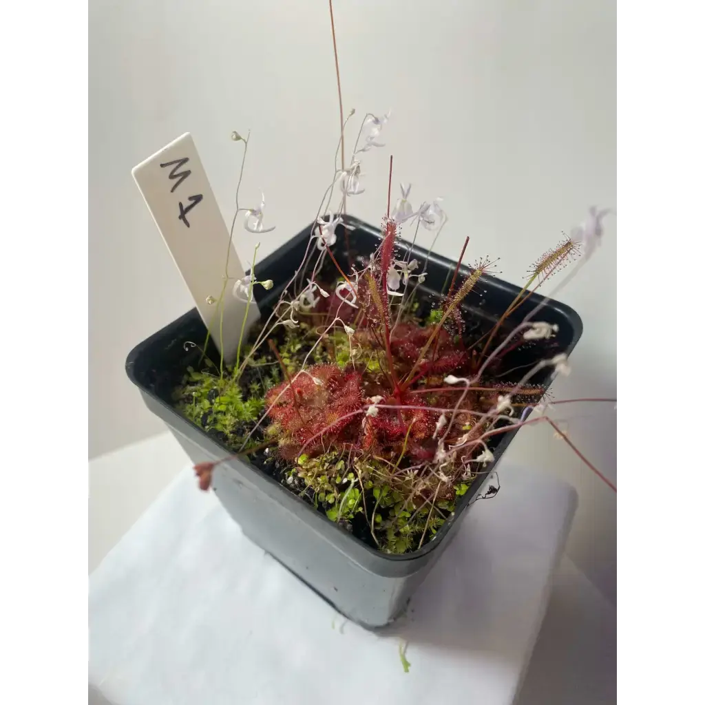 pots for carnivorous plants Multi-Plant Community Pots $35 At Carnivorous Greenhouse