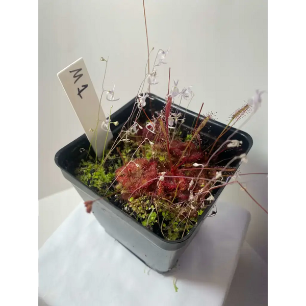 Multi-Plant Community Pots at Carnivorous Greenhouse