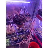 Multi-Plant Community Pots at Carnivorous Greenhouse