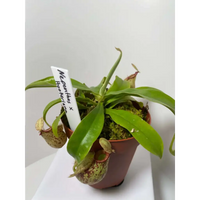 Nepenthes 'Hookeriana' at Carnivorous Greenhouse