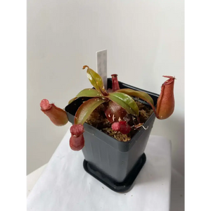 Nepenthes 'Lady Luck' at Carnivorous Greenhouse