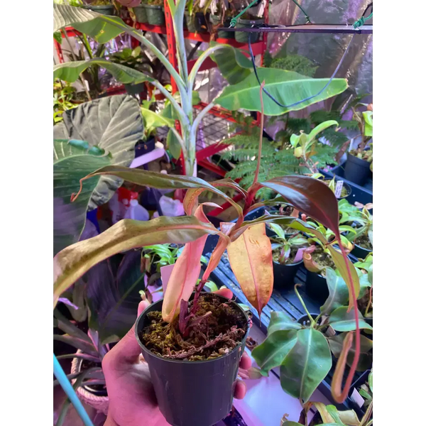 Nepenthes 'Manny Herrera' at Carnivorous Greenhouse