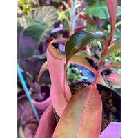 Nepenthes 'Manny Herrera' at Carnivorous Greenhouse