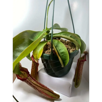 Nepenthes 'Miranda' at Carnivorous Greenhouse