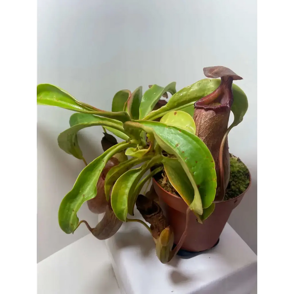 Nepenthes 'Queen Malani' at Carnivorous Greenhouse