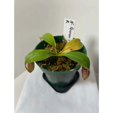 Nepenthes 'Queen Malani' at Carnivorous Greenhouse