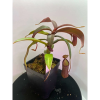 Nepenthes 'Rebecca Soper' at Carnivorous Greenhouse
