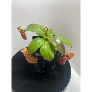 Nepenthes 'St. Gaya' at Carnivorous Greenhouse