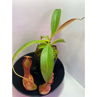 Nepenthes 'St. Mercury' at Carnivorous Greenhouse