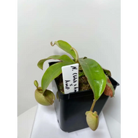 Nepenthes (glob. x amp.) x amp at Carnivorous Greenhouse