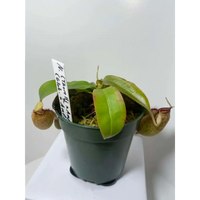 Nepenthes (thor. x amp) x (glob. x amp.) at Carnivorous Greenhouse