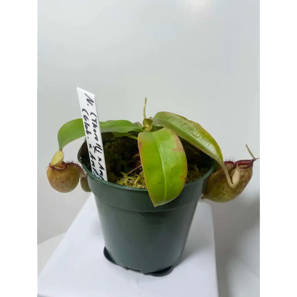 Nepenthes (thor. x amp) x (glob. x amp.) at Carnivorous Greenhouse
