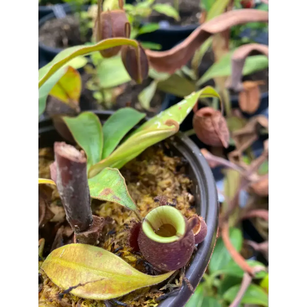 Nepenthes ampullaria black at Carnivorous Greenhouse