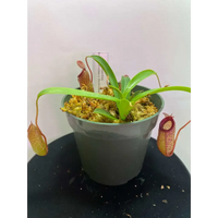 Nepenthes aristolochiodes x ventricosa at Carnivorous Greenhouse