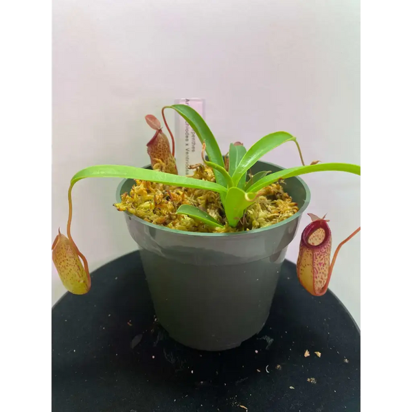 Nepenthes aristolochiodes x ventricosa at Carnivorous Greenhouse