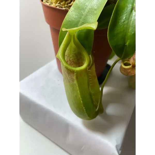 Nepenthes burkei x veitchii at Carnivorous Greenhouse