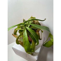 Nepenthes burkei x veitchii at Carnivorous Greenhouse