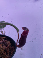 Nepenthes glandulifera x (veitchii x lowii) at Carnivorous Greenhouse