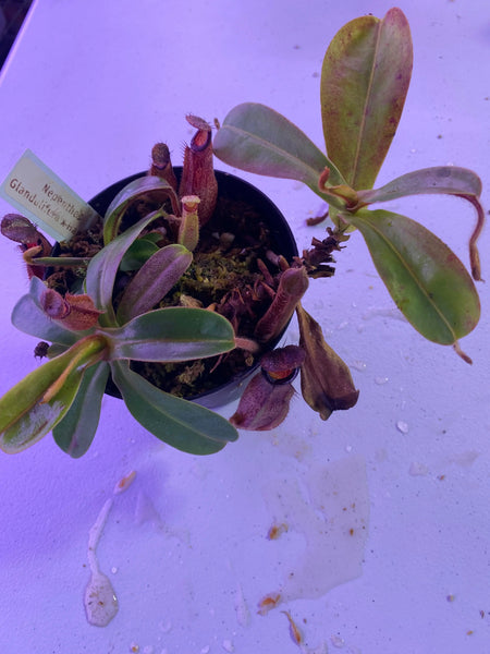 Nepenthes glandulifera x hamata at Carnivorous Greenhouse
