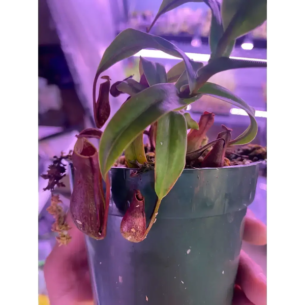 Nepenthes gracilis (BE4060) at Carnivorous Greenhouse