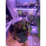 Nepenthes gracilis (BE4060) at Carnivorous Greenhouse