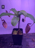 Nepenthes maxima x talangensis at Carnivorous Greenhouse