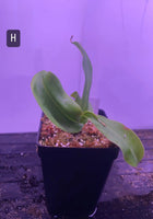 Nepenthes maxima x talangensis at Carnivorous Greenhouse