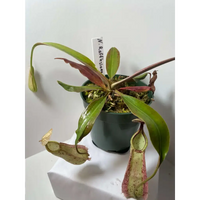 Nepenthes rafflesiana ‘White’ at Carnivorous Greenhouse
