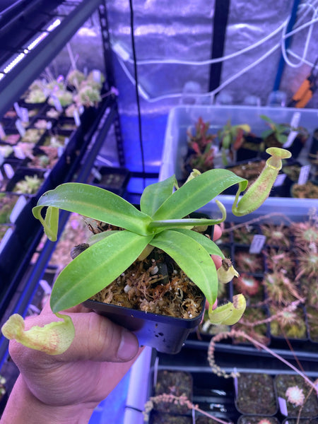Nepenthes sanguinea at Carnivorous Greenhouse