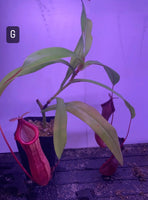 Nepenthes singalana x ventricosa at Carnivorous Greenhouse