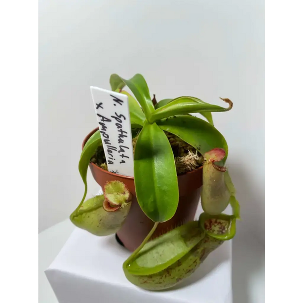 Nepenthes spathulata x ampullaria at Carnivorous Greenhouse