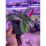 Nepenthes spathulata x gymnaphora at Carnivorous Greenhouse