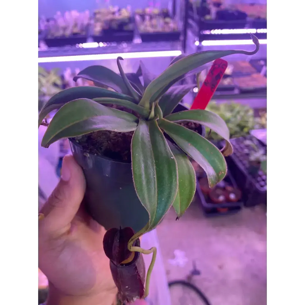 Nepenthes spathulata x gymnaphora at Carnivorous Greenhouse