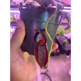 Nepenthes spathulata x gymnaphora at Carnivorous Greenhouse