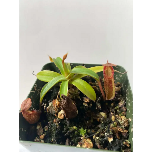 Nepenthes spectabilis x hamata at Carnivorous Greenhouse