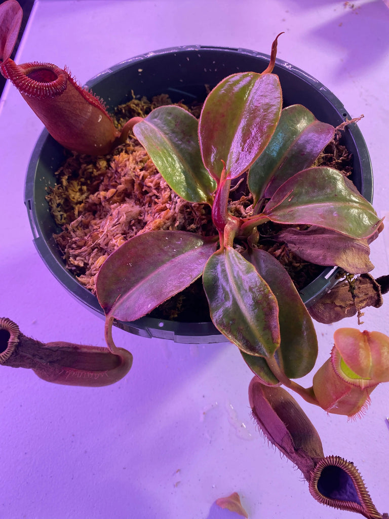 Nepenthes-truncata-x-
