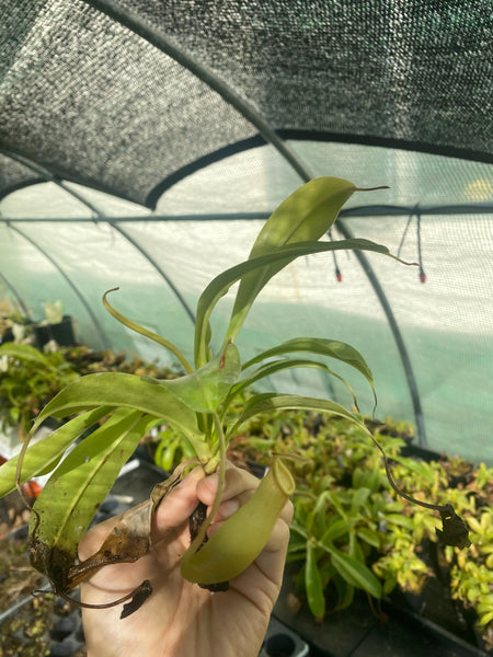 Nepenthes ventrata (Green) at Carnivorous Greenhouse