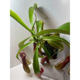 Nepenthes ventrata at Carnivorous Greenhouse
