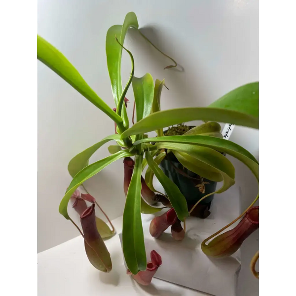 Nepenthes ventrata at Carnivorous Greenhouse