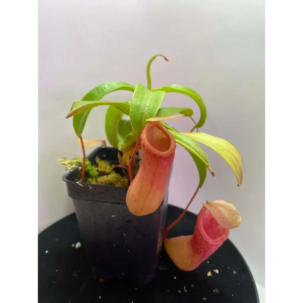 Nepenthes ventricosa at Carnivorous Greenhouse