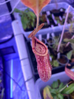 Nepenthes wrigleyana ‘Shinjuku’ at Carnivorous Greenhouse