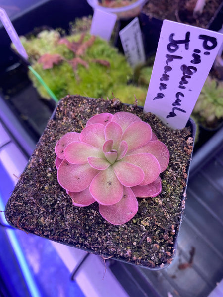 Pinguicula ‘Johanna’ at Carnivorous Greenhouse