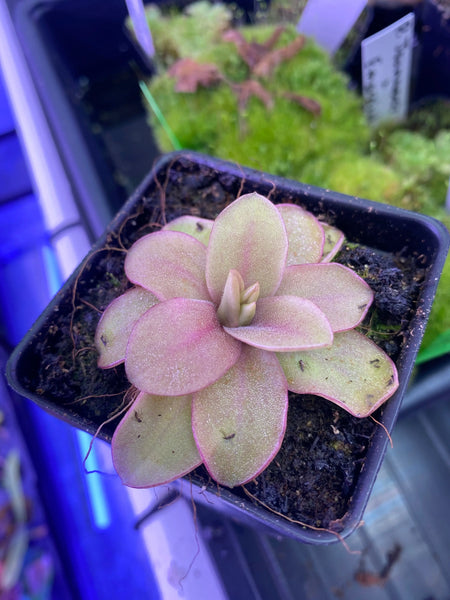 Pinguicula ‘Razzberry blonde’ at Carnivorous Greenhouse