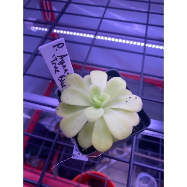 Pinguicula agnata ‘True Blue’ at Carnivorous Greenhouse