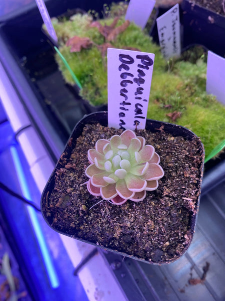 Pinguicula debbertiana at Carnivorous Greenhouse