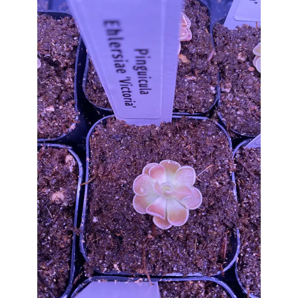 Pinguicula ehlersiae 'Victoria' at Carnivorous Greenhouse