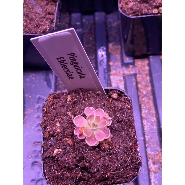 Pinguicula ehlersiae at Carnivorous Greenhouse