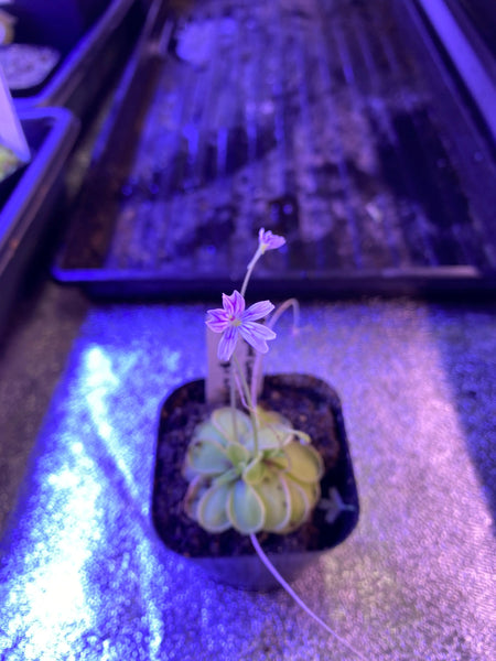 Pinguicula emarginata at Carnivorous Greenhouse